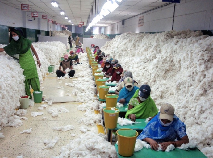 India's Cotton Industry in Trouble